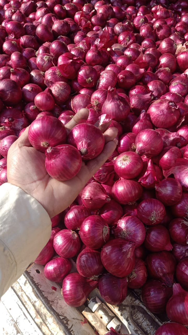 Fresh Onion