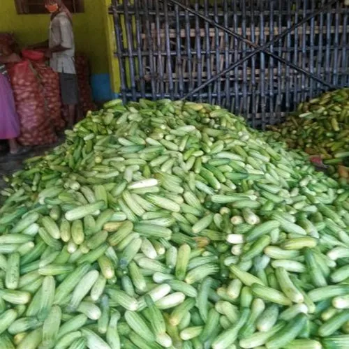 Cucumber